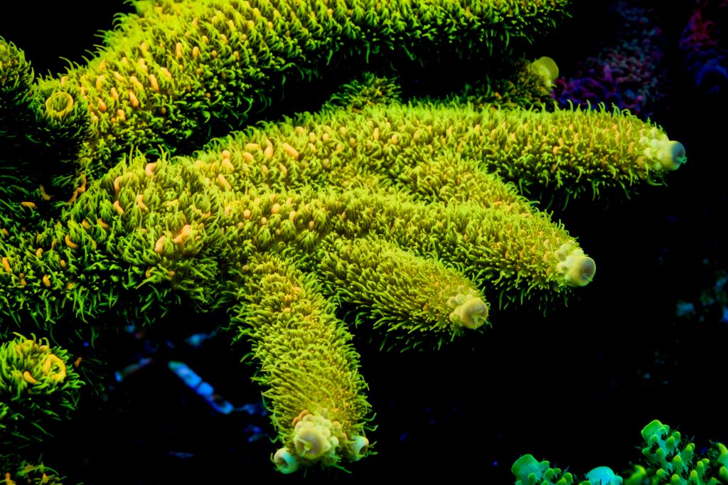Modern Reef